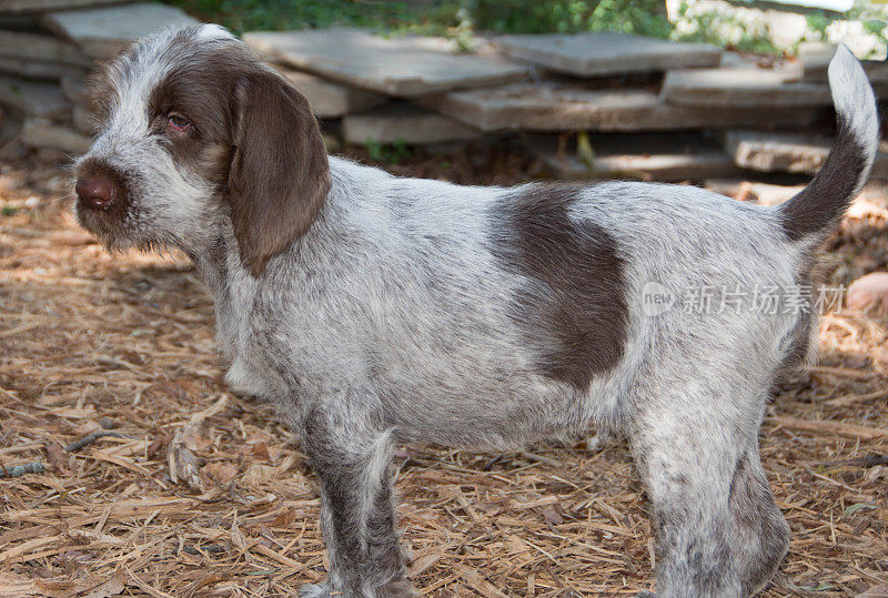 Spinone Italiano 9周大的可爱小狗dog_7